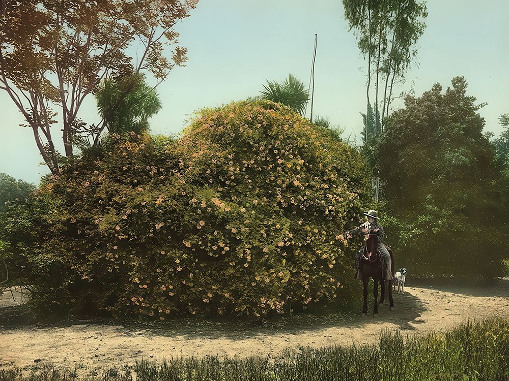 California - Gold of Ophir Rose Bush Ca 1904 art print by Vintage Photochrom United States for $57.95 CAD