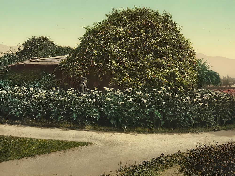 California - Gold of Ophir Roses Carmelita Pasadena Ca 1898 art print by Vintage Photochrom United States for $57.95 CAD