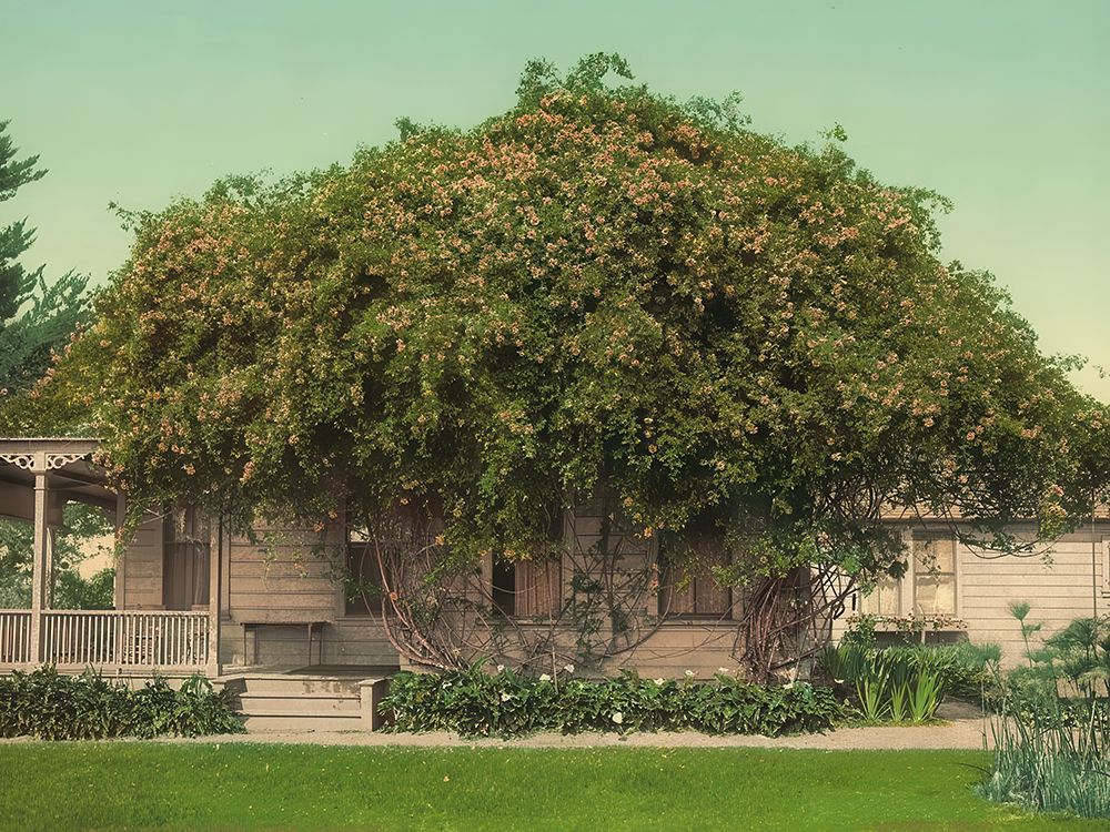 California - Gold of Ophir Roses Pasadena Ca 1902 art print by Vintage Photochrom United States for $57.95 CAD