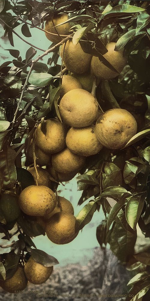 California - Grape Fruit Ca 1902 art print by Vintage Photochrom United States for $57.95 CAD