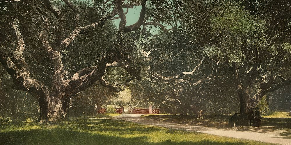 California - Live Oaks at Berkely College Ca 1898 art print by Vintage Photochrom United States for $57.95 CAD
