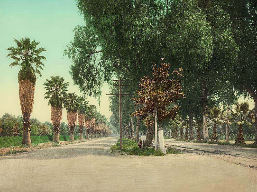 California - Magnolia Avenue Riverside Cal Ca 1903 art print by Vintage Photochrom United States for $57.95 CAD