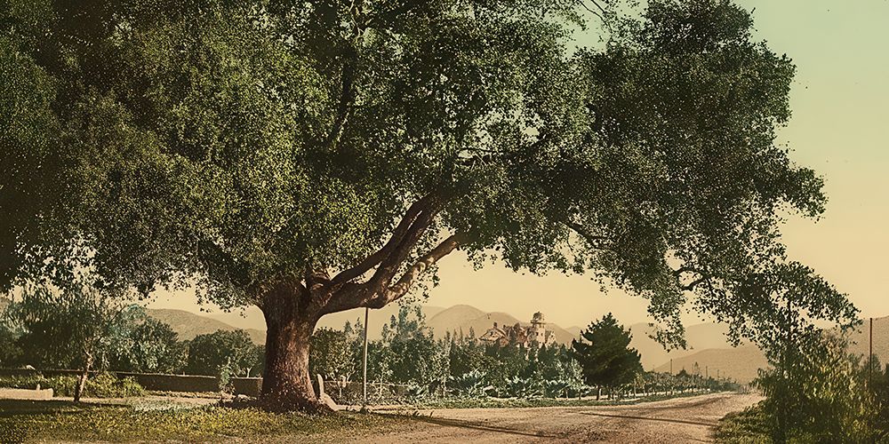 California - Orange Grove Avenue Pasadena Ca 1898 art print by Vintage Photochrom United States for $57.95 CAD