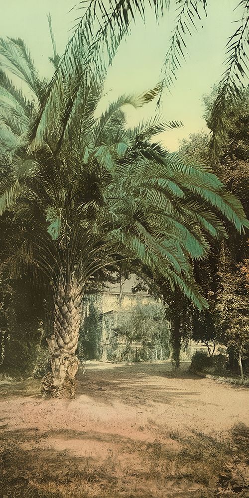 California - Palms at Glen Annie Ca 1898 art print by Vintage Photochrom United States for $57.95 CAD