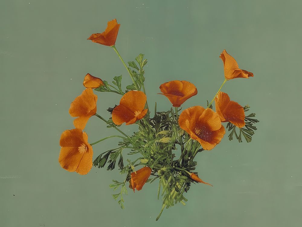 California - Poppies Ca 1899 art print by Vintage Photochrom United States for $57.95 CAD