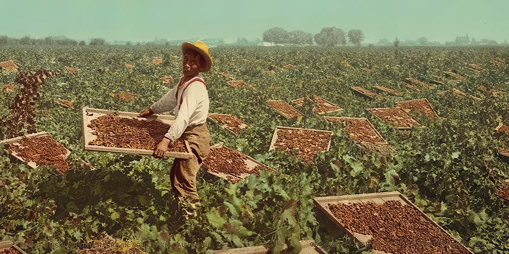 California - Raisin Drying Racks Ca 1901 art print by Vintage Photochrom United States for $57.95 CAD