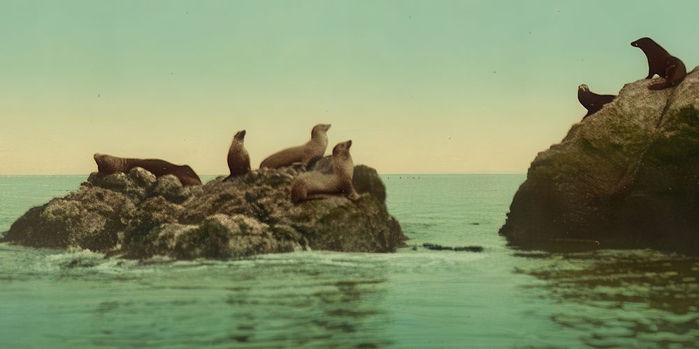 California - Seal Rocks Ca 1901 art print by Vintage Photochrom United States for $57.95 CAD