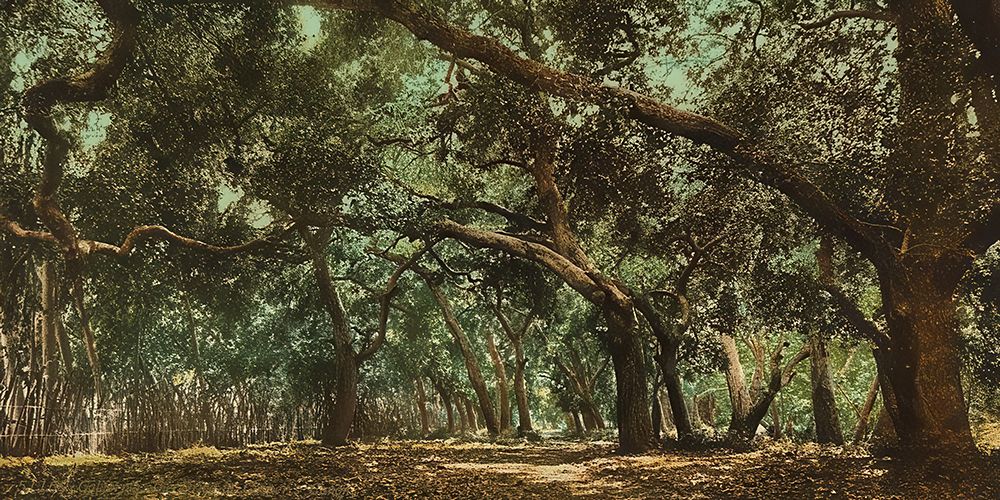 California - the Drive in Coopers Canon Canon Ca 1898 art print by Vintage Photochrom United States for $57.95 CAD