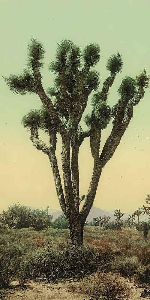 California - Yucca Cactus at Hesperia Ca 1898 art print by Vintage Photochrom United States for $57.95 CAD