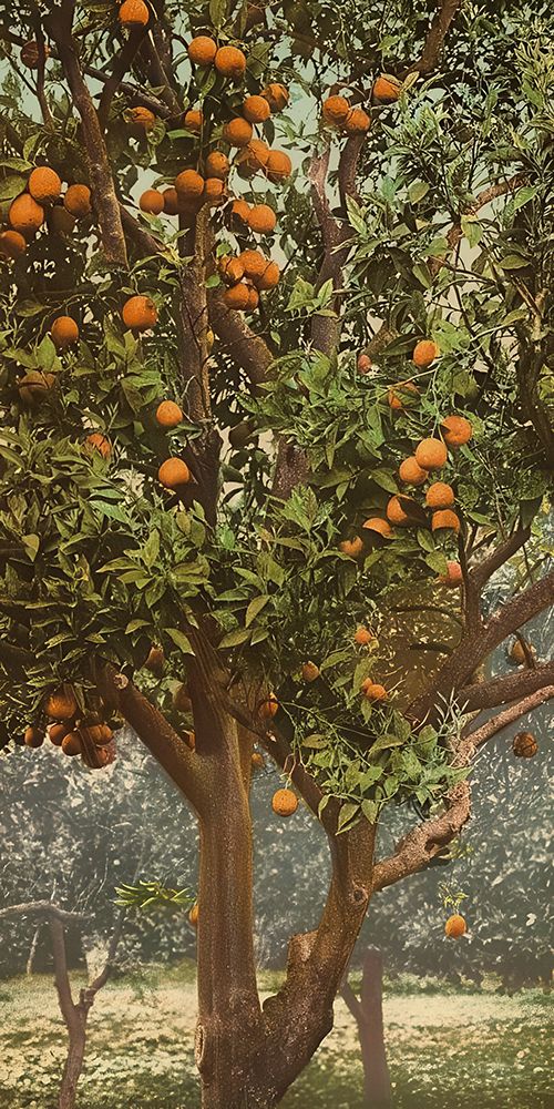 California Orange Tree Ca 1898 art print by Vintage Photochrom United States for $57.95 CAD