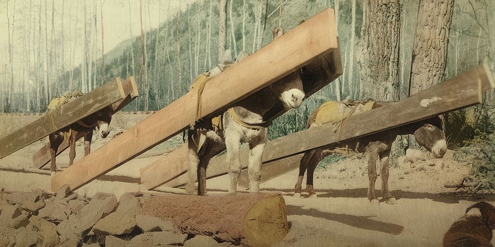 Colorado - a Lumber Pack Ca 1898 art print by Vintage Photochrom United States for $57.95 CAD