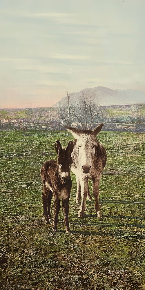 Colorado - Rocky Mountain Canaries Ca 1898 art print by Vintage Photochrom United States for $57.95 CAD