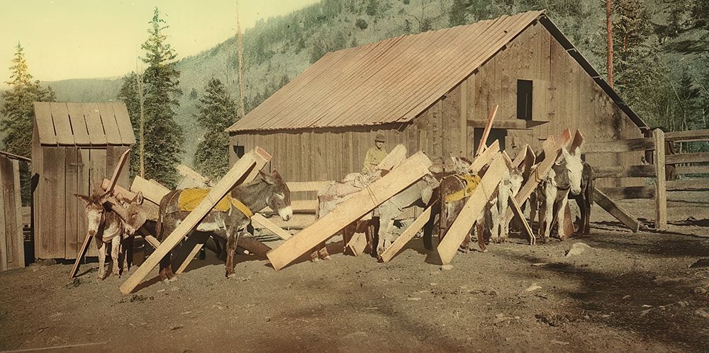 Colorado Burros Loaded with Lumber Ca 1898 art print by Vintage Photochrom United States for $57.95 CAD