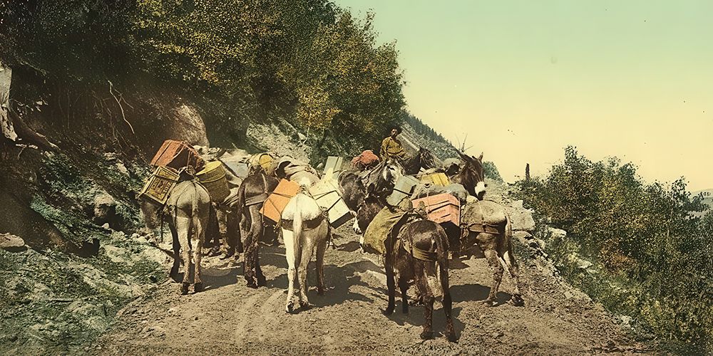 Colorado Pack Train on Mountain Road Ca 1898 art print by Vintage Photochrom United States for $57.95 CAD