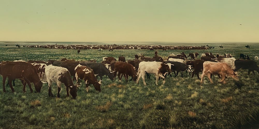 Colorado Round up Bunching the Herd Ca 1898 art print by Vintage Photochrom United States for $57.95 CAD