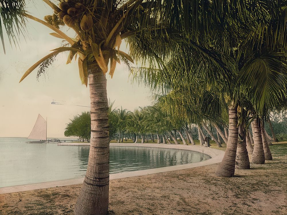 Florida - Cocoanut Palms Lake Worth Ca 1898 art print by Vintage Photochrom United States for $57.95 CAD