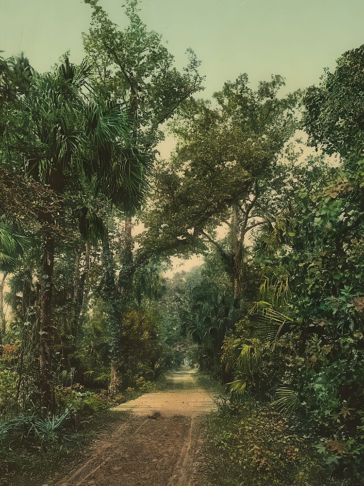 Florida - in the Ormond Hammock Ca 1898 art print by Vintage Photochrom United States for $57.95 CAD