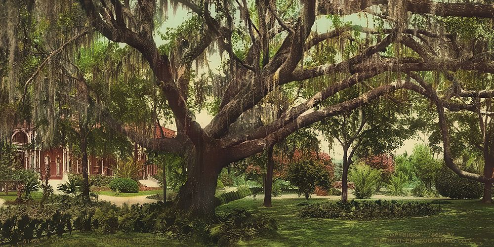 Florida - Old Oak at Tampa Bay Hotel Ca 1902 art print by Vintage Photochrom United States for $57.95 CAD