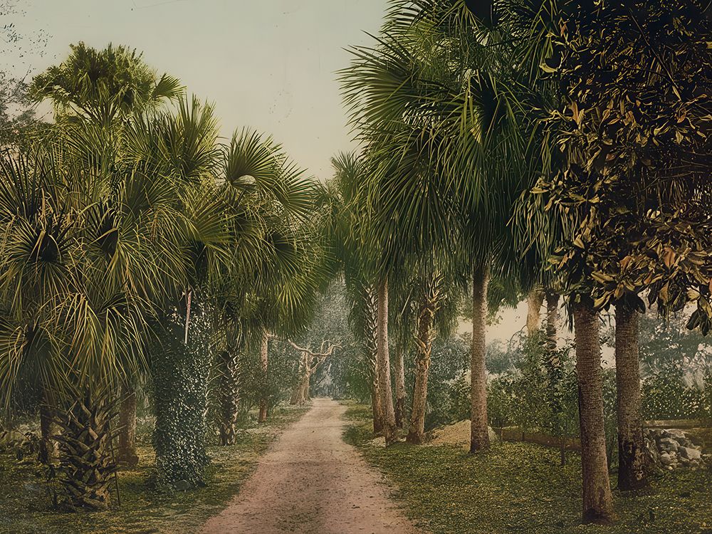 Florida - Palmettos at Bostroms Ormand Ca 1898 art print by Vintage Photochrom United States for $57.95 CAD