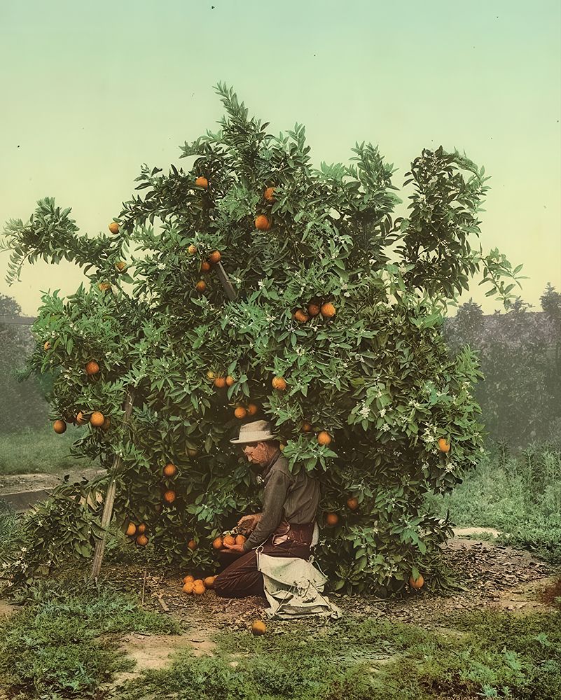 Florida - Picking Oranges Ca 1902 art print by Vintage Photochrom United States for $57.95 CAD