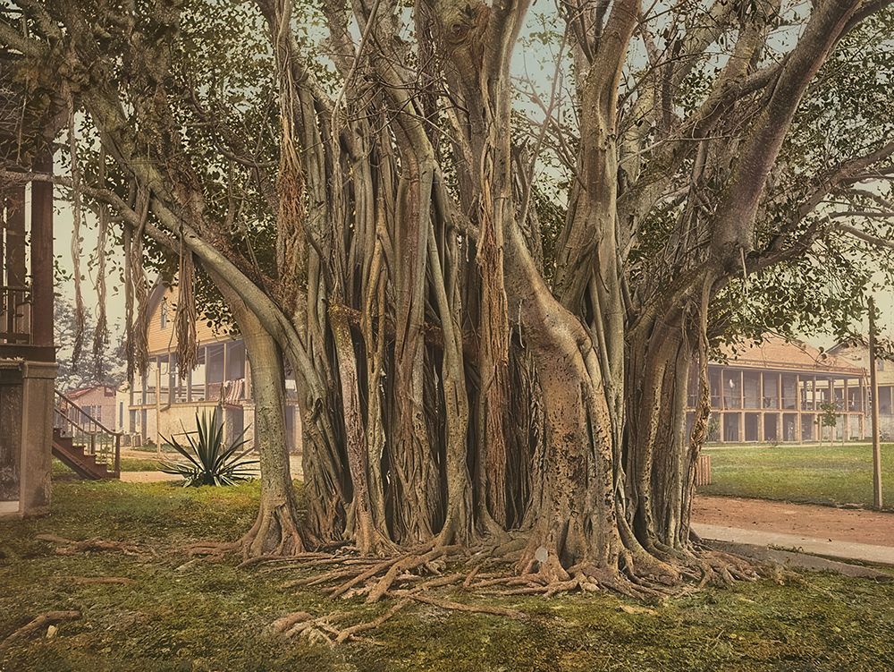 Florida - Rubber Tree in the U S Barracks Key West Ca 1900 art print by Vintage Photochrom United States for $57.95 CAD