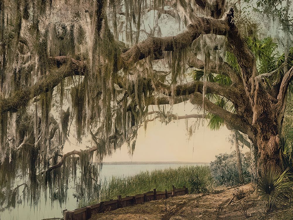 Florida - Spanish Moss on Royal Arch Oak Ormand Ca 1898 art print by Vintage Photochrom United States for $57.95 CAD