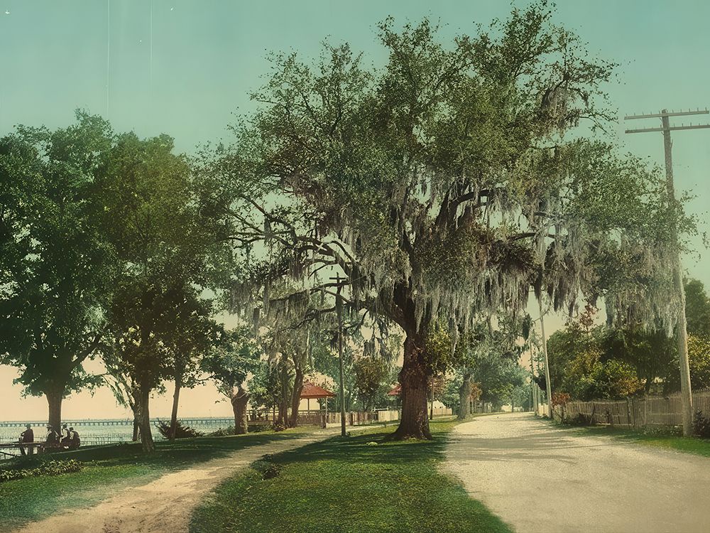 Mississippi - Along the Bay Bay St Louis Ca 1901 art print by Vintage Photochrom United States for $57.95 CAD