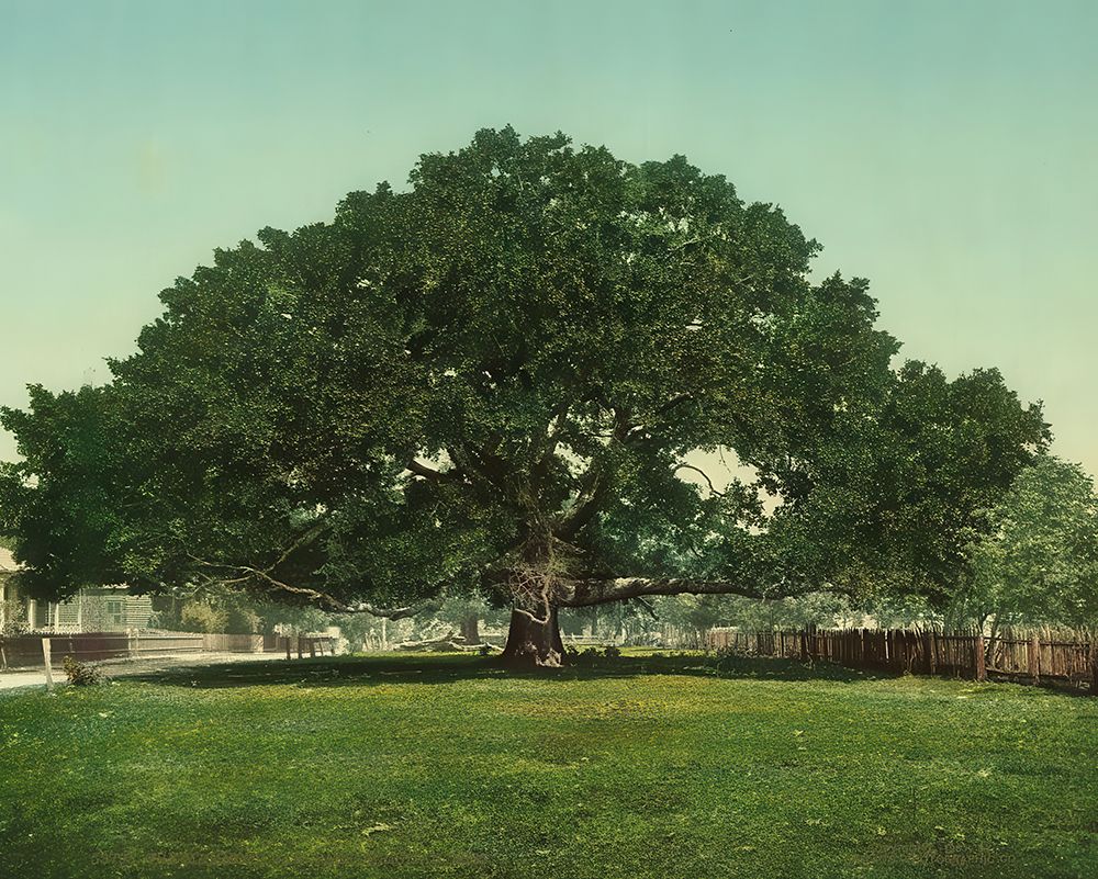 Mississippi - the Mammoth Oak Pass Christian Ca 1901 art print by Vintage Photochrom United States for $57.95 CAD