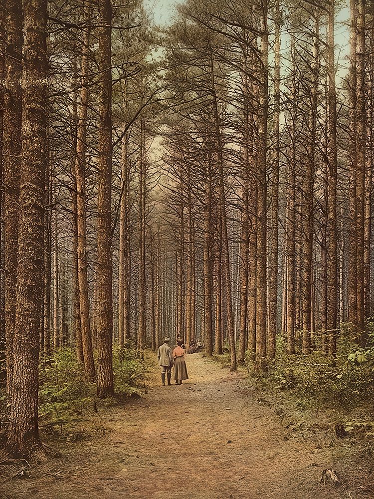 New Hampshire - Cathedral Woods Intervale White Mountains Ca 1900 art print by Vintage Photochrom United States for $57.95 CAD