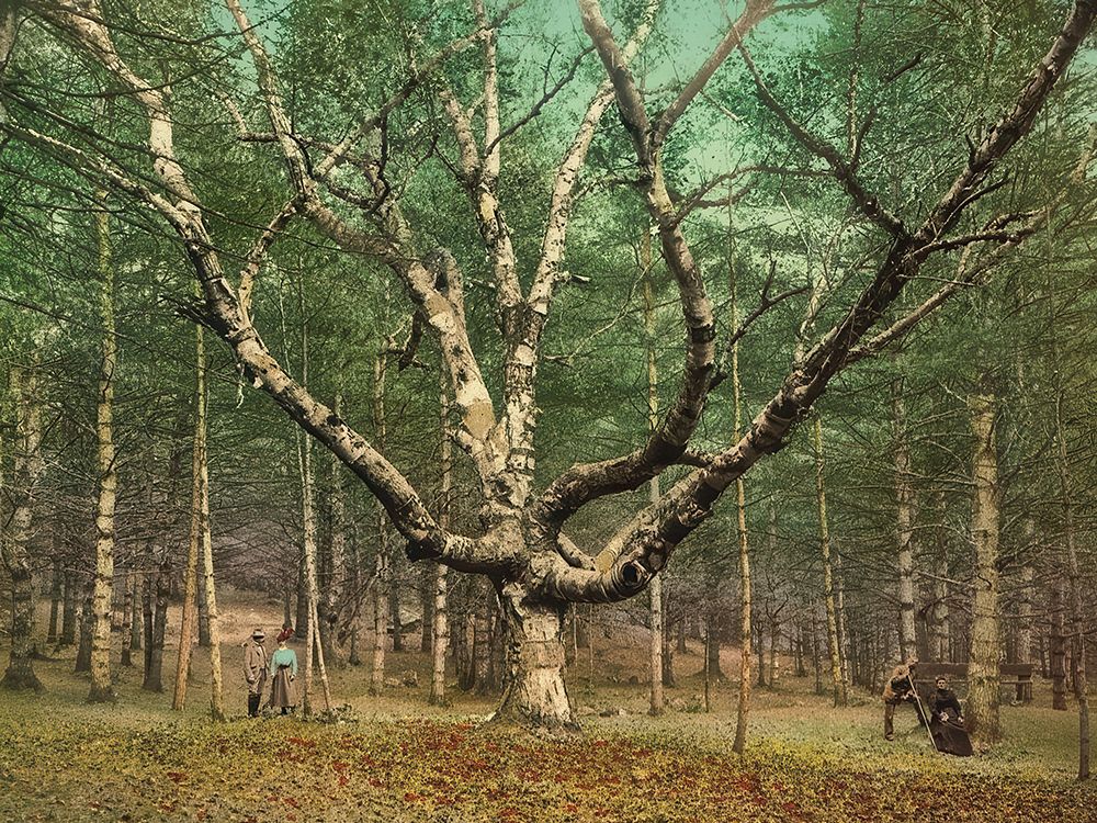 New Hampshire - the Wizard Tree Cathedral Woods Intervale Ca 1900 art print by Vintage Photochrom United States for $57.95 CAD