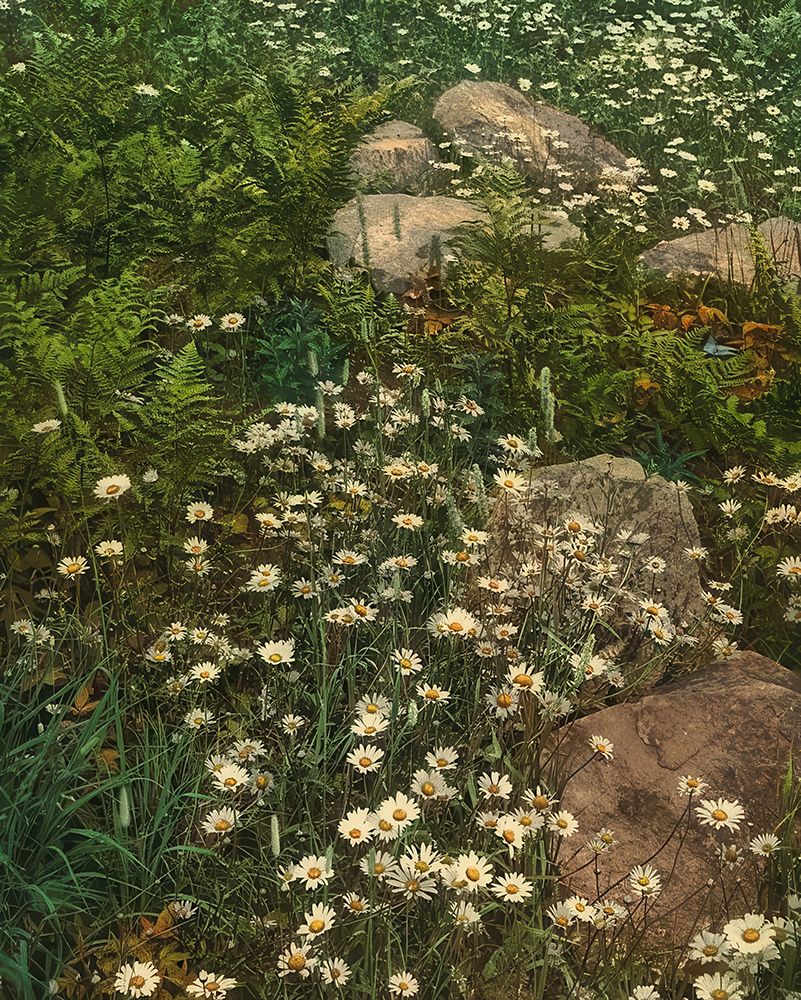 New York - Adirondack Mountain Wild Flowers Ca 1902 art print by Vintage Photochrom United States for $57.95 CAD