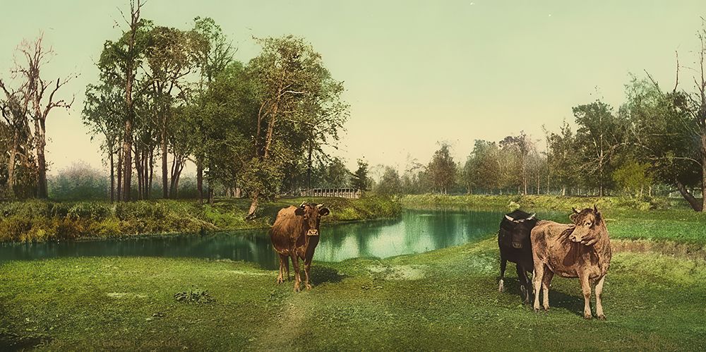 Rural America - a Pleasant Pasture Ca 1902 art print by Vintage Photochrom United States for $57.95 CAD