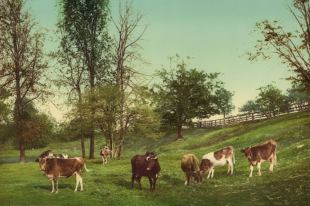 Rural America - Meadowland Ca 1902 art print by Vintage Photochrom United States for $57.95 CAD