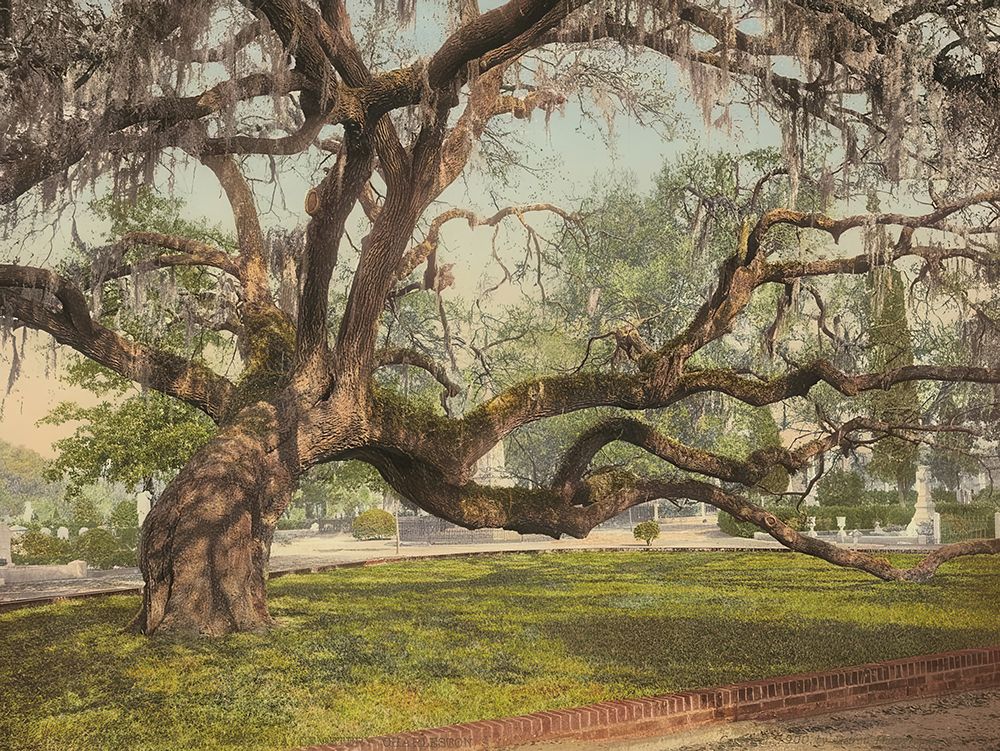 South Carolina - a Live Oak in Magnolia Cemetery Charleston Ca 1900 art print by Vintage Photochrom United States for $57.95 CAD