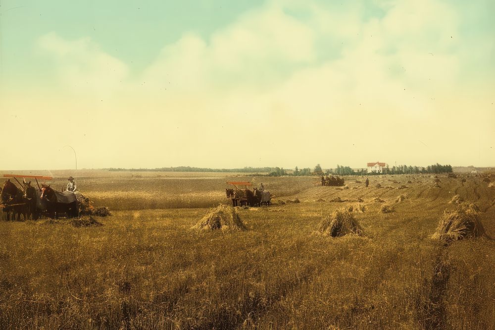 South Dakota Harvest Field Ca 1898 art print by Vintage Photochrom United States for $57.95 CAD