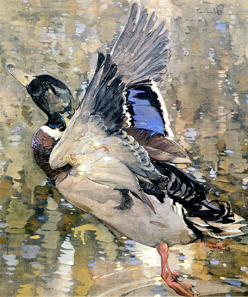 A Mallard Rising Ca 1908 art print by Joseph Crawhall for $57.95 CAD