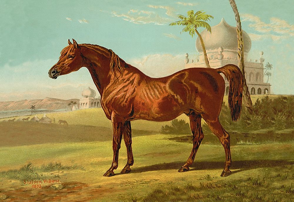 Goldie Arab, 1900 art print by Samuel Sidney for $57.95 CAD