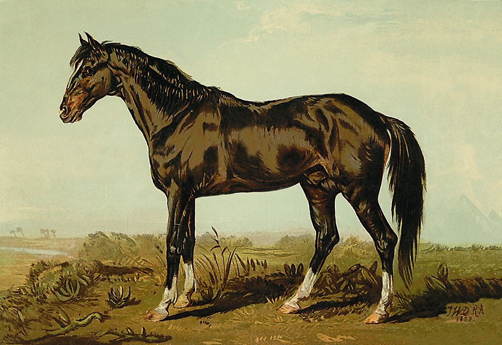 Dongola Horse, 1900 art print by Samuel Sidney for $57.95 CAD