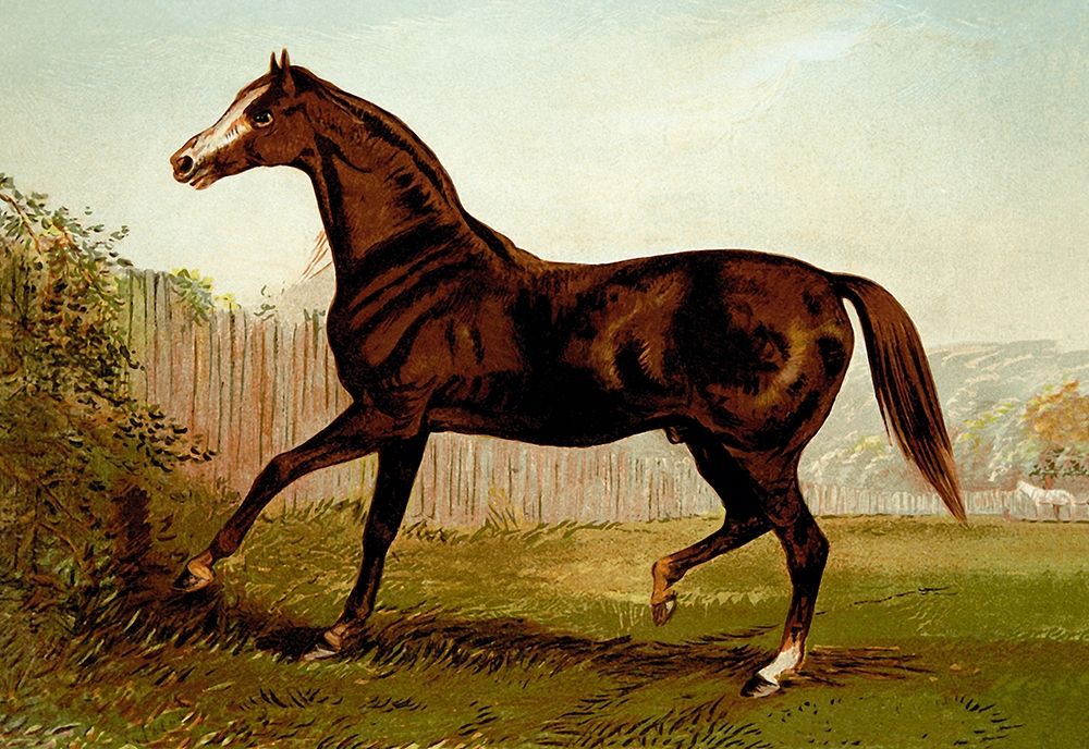 Blair Athol, 1900 art print by Samuel Sidney for $57.95 CAD
