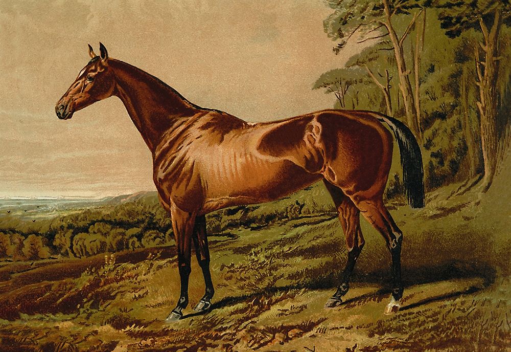 Fair Nell, 1900 art print by Samuel Sidney for $57.95 CAD