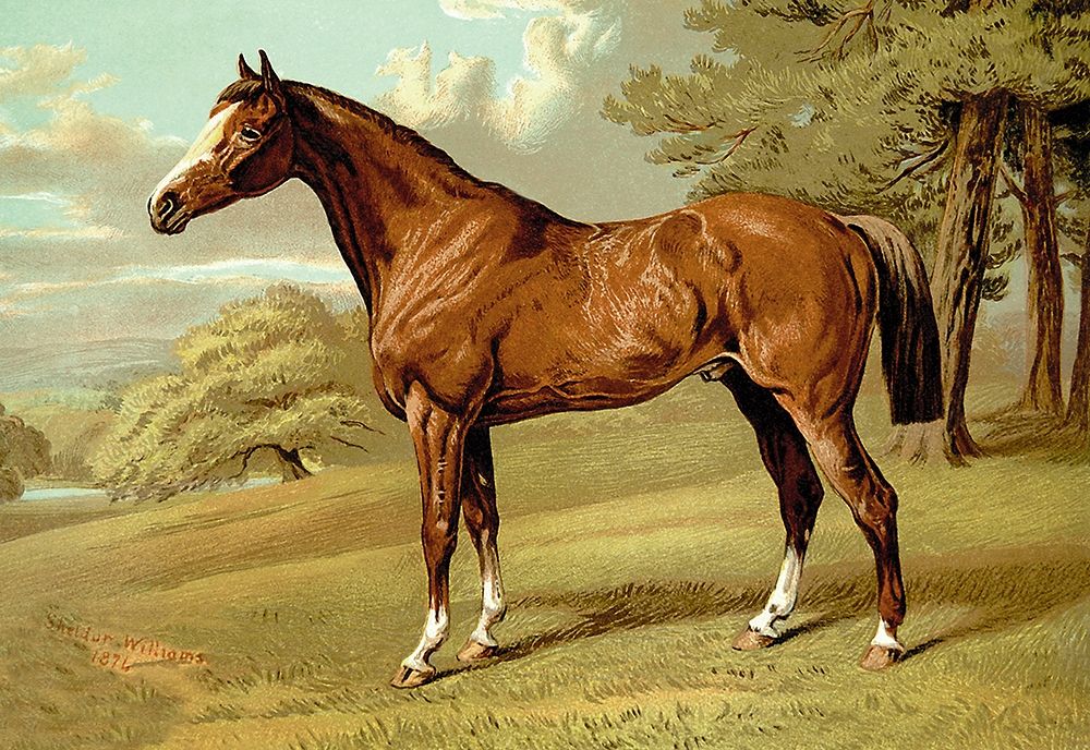 Stilton - A Hunter, 1900 art print by Samuel Sidney for $57.95 CAD