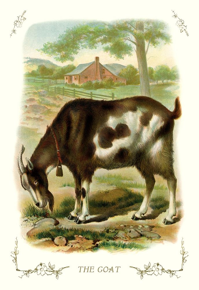 The Goat, 1900 art print by Unknown for $57.95 CAD