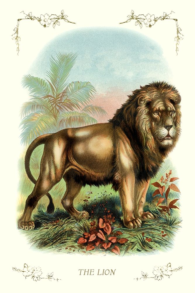The Lion, 1900 art print by Unknown for $57.95 CAD