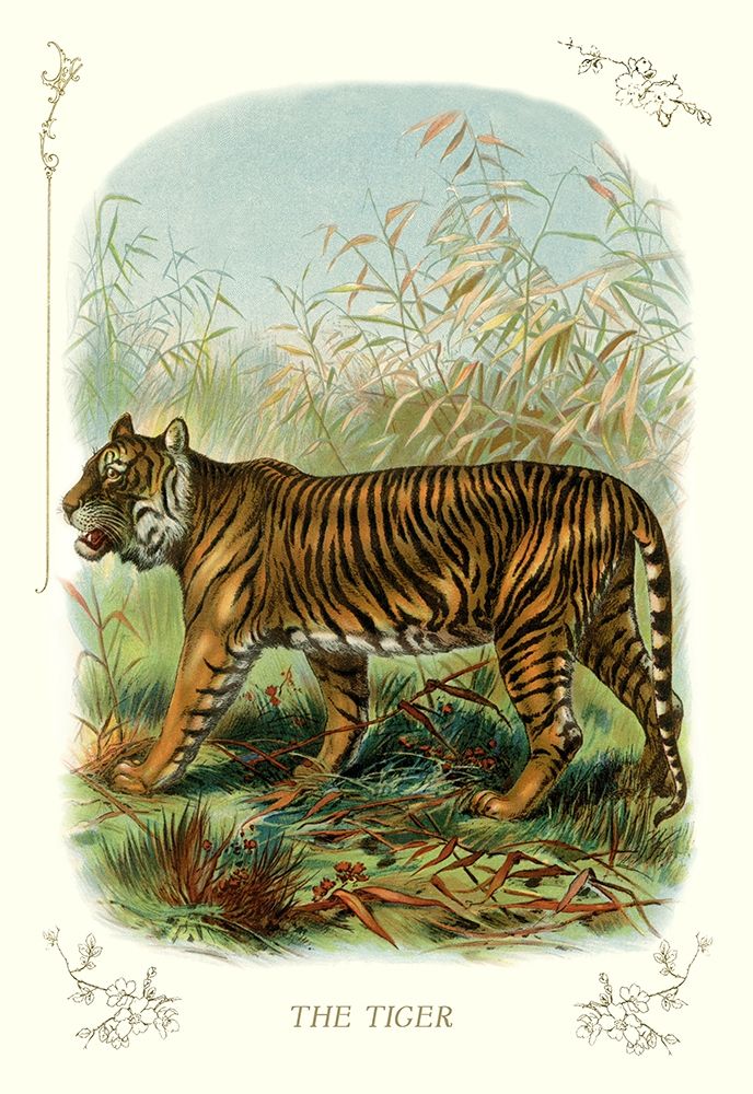 The Tiger, 1900 art print by Unknown for $57.95 CAD