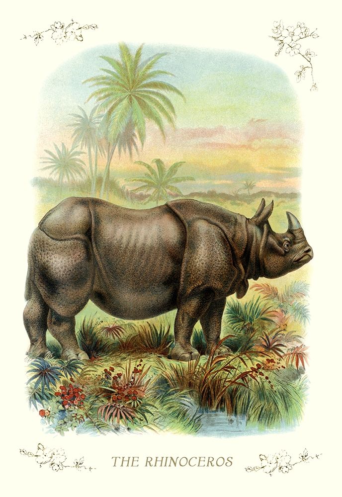 The Rhinoceros, 1900 art print by Unknown for $57.95 CAD