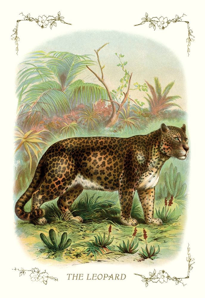 The Leopard, 1900 art print by Unknown for $57.95 CAD