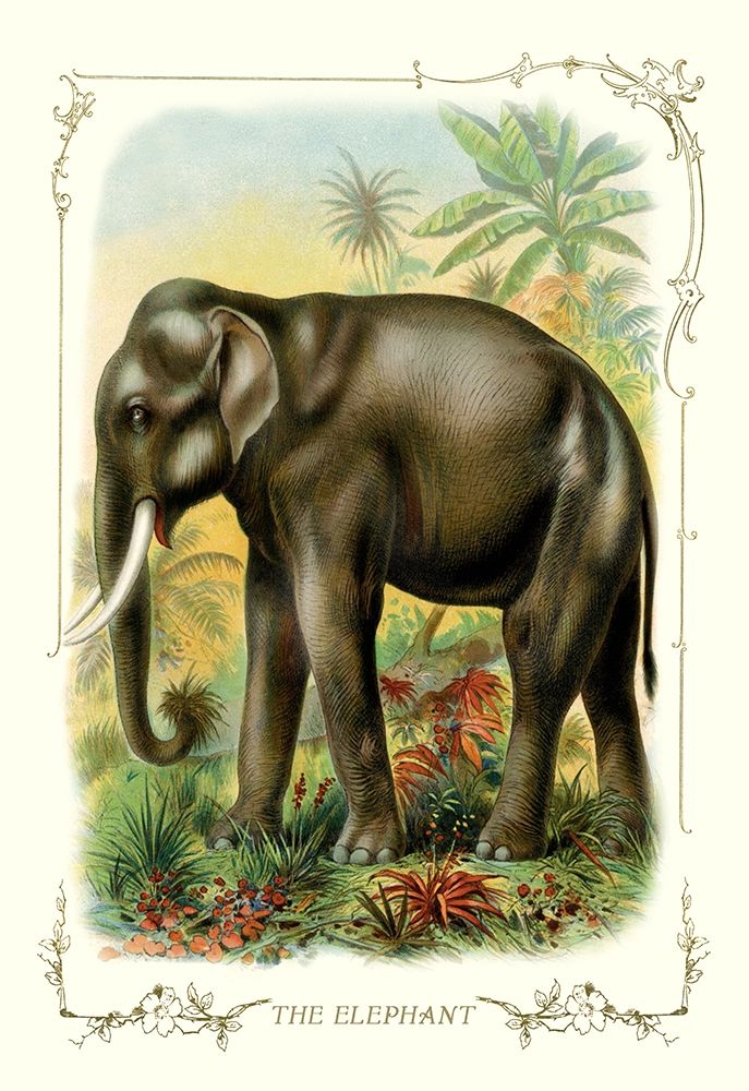 The Elephant, 1900 art print by Unknown for $57.95 CAD