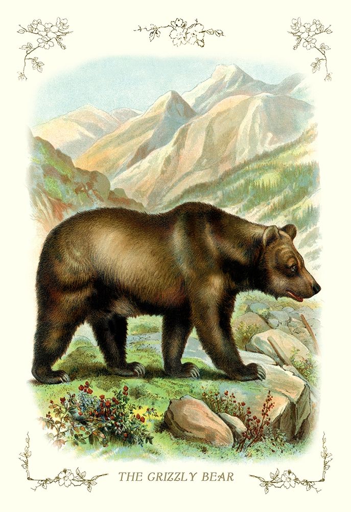 The Grizzly Bear, 1900 art print by Unknown for $57.95 CAD