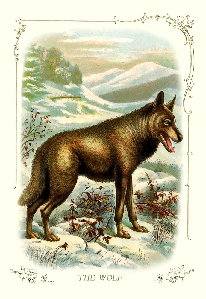 The Wolf, 1900 art print by Unknown for $57.95 CAD