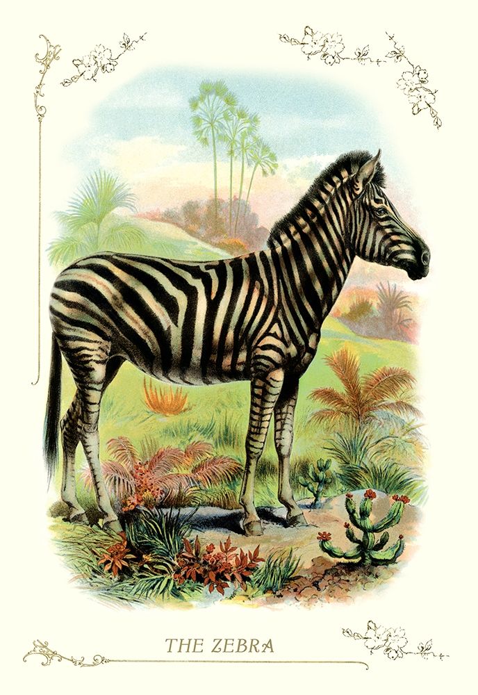 The Zebra, 1900 art print by Unknown for $57.95 CAD